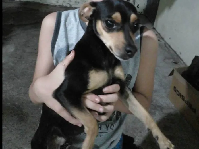 Cachorro ra a Pinscher idade 3 anos nome Pipoca