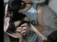 Pipoca