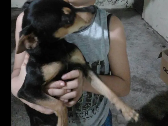Cachorro ra a Pinscher idade 3 anos nome Pipoca