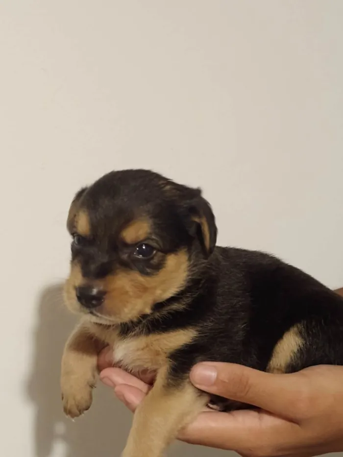 Cachorro ra a SRD-ViraLata idade Abaixo de 2 meses nome Fofucho