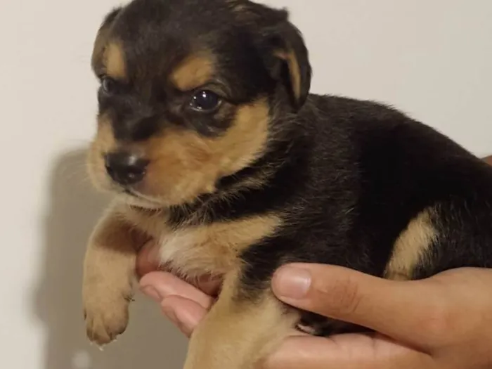 Cachorro ra a SRD-ViraLata idade Abaixo de 2 meses nome Fofucho