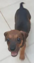 2 filhotes resgatados