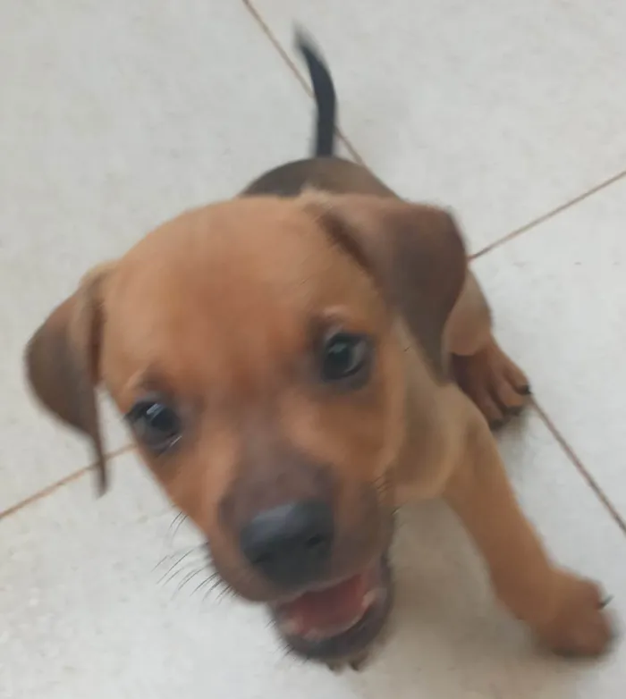 Cachorro ra a sem raça definida idade 2 a 6 meses nome 2 filhotes resgatados