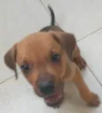 2 filhotes resgatados