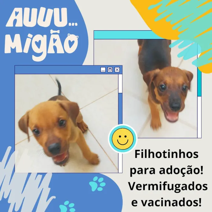 Cachorro ra a sem raça definida idade 2 a 6 meses nome 2 filhotes resgatados