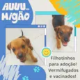2 filhotes resgatados