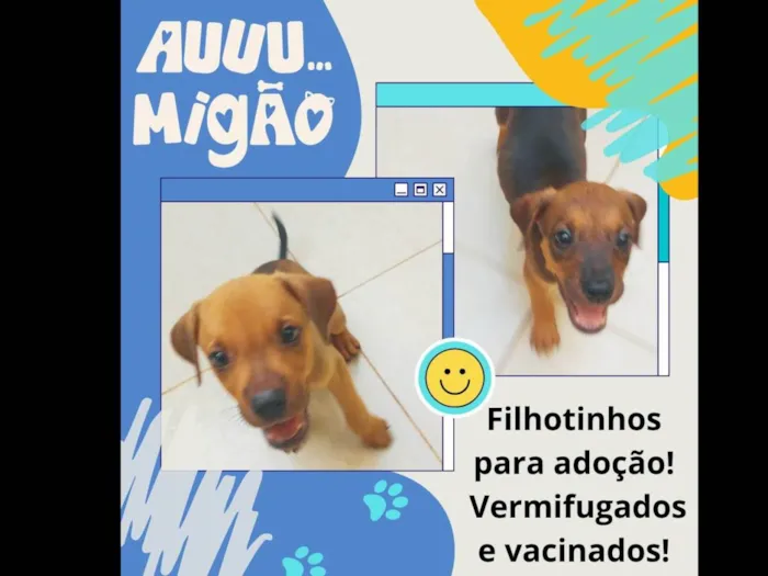 Cachorro ra a sem raça definida idade 2 a 6 meses nome 2 filhotes resgatados