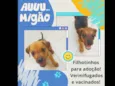 2 filhotes resgatados