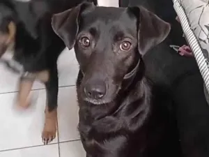 Cachorro raça Vira idade 1 ano nome Atena/Linlin