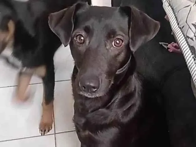 Cachorro ra a Vira idade 1 ano nome Atena/Linlin