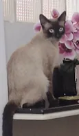 Gato raça Siamês idade 7 a 11 meses nome Chiquinho 