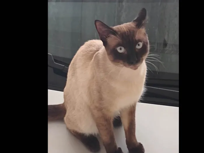 Gato raça Siamês idade 7 a 11 meses nome Chiquinho 