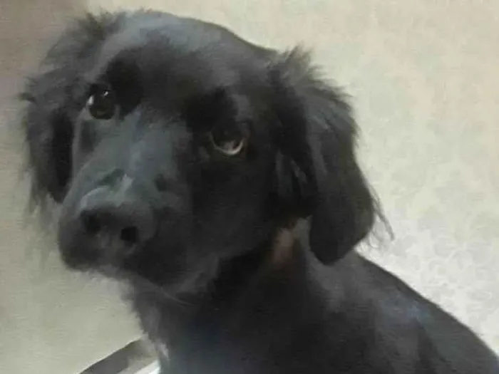 Cachorro ra a SRD-ViraLata idade 2 a 6 meses nome Thor