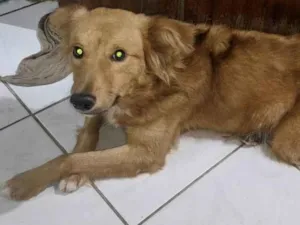 Cachorro raça SRD-ViraLata idade 3 anos nome Peludinho