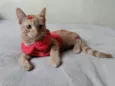 FILHOTINHO PARA ADOÇÃO