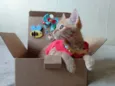 FILHOTINHO PARA ADOÇÃO