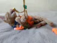 FILHOTINHO PARA ADOÇÃO