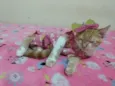 FILHOTINHA PARA ADOÇÃO