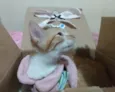 FILHOTINHA PARA ADOÇÃO