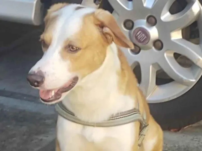 Cachorro ra a SRD-ViraLata idade 3 anos nome Pandora 1 ano, Mel  1 ano e Bob 3 anos