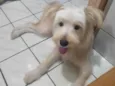 Toby ou o nome que vc preferir!