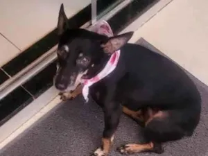 Cachorro raça Pinscher idade 5 anos nome Maia