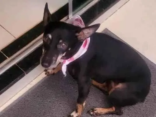 Cachorro ra a Pinscher idade 5 anos nome Maia