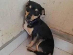 Cachorro raça SRD-ViraLata idade 1 ano nome Bob