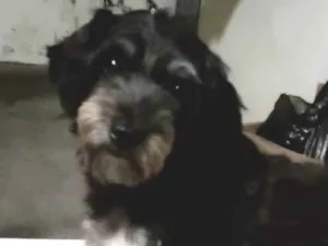 Cachorro raça Lhasa Apso idade 4 anos nome Laila