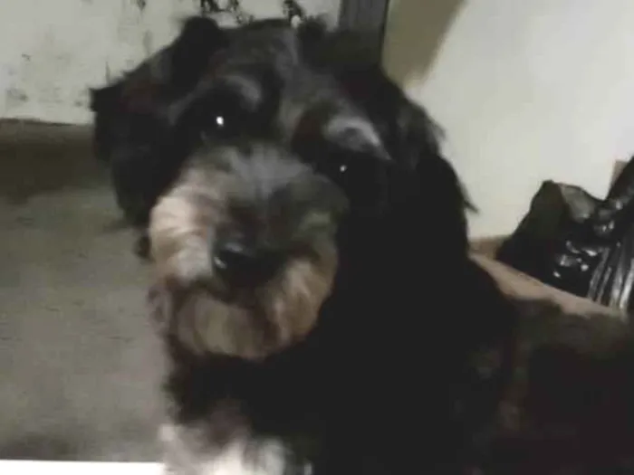 Cachorro ra a Lhasa Apso idade 4 anos nome Laila