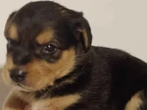 Cachorro raça SRD-ViraLata idade Abaixo de 2 meses nome Fofucho