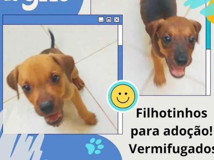 Cachorro ra a sem raça definida idade 2 a 6 meses nome 2 filhotes resgatados