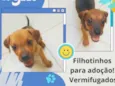 2 filhotes resgatados
