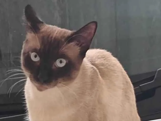Gato raça Siamês idade 7 a 11 meses nome Chiquinho 
