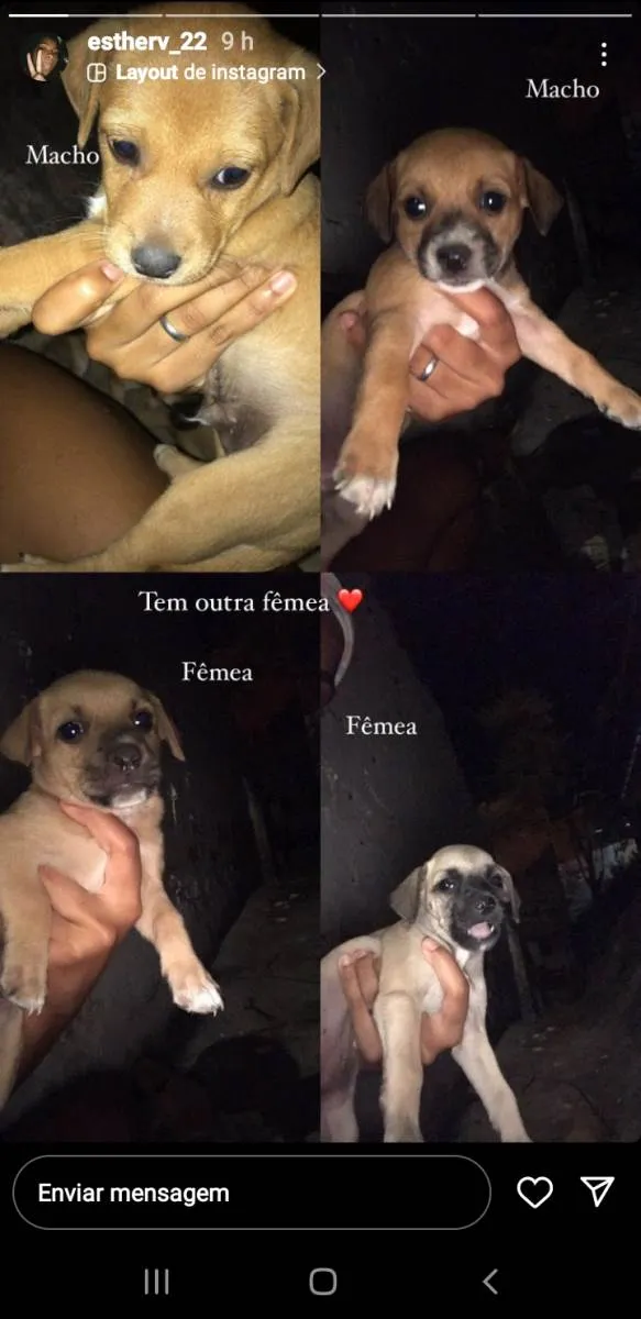 Cachorro ra a Pinscher idade 2 a 6 meses nome Nao Coloquei Ainda