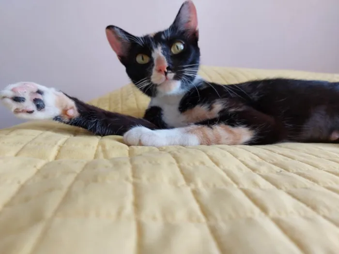 Gato raça srd idade 7 a 11 meses nome Gatinha