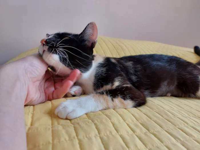 Gato raça srd idade 7 a 11 meses nome Gatinha