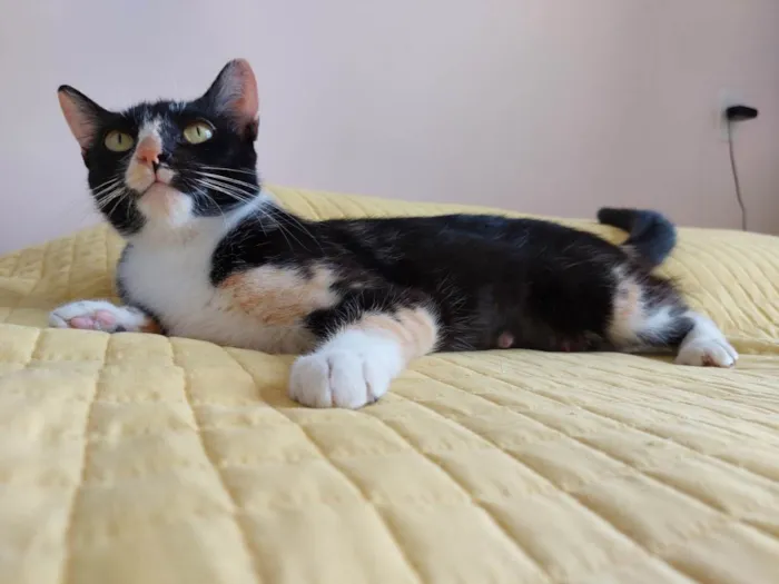 Gato raça srd idade 7 a 11 meses nome Gatinha