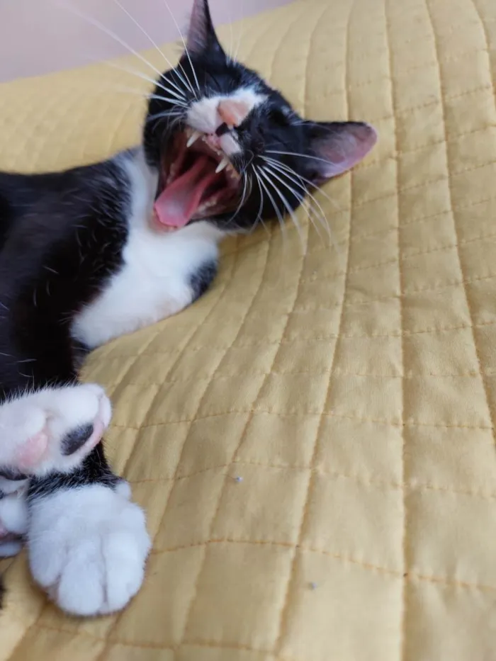 Gato raça srd idade 7 a 11 meses nome Gatinha