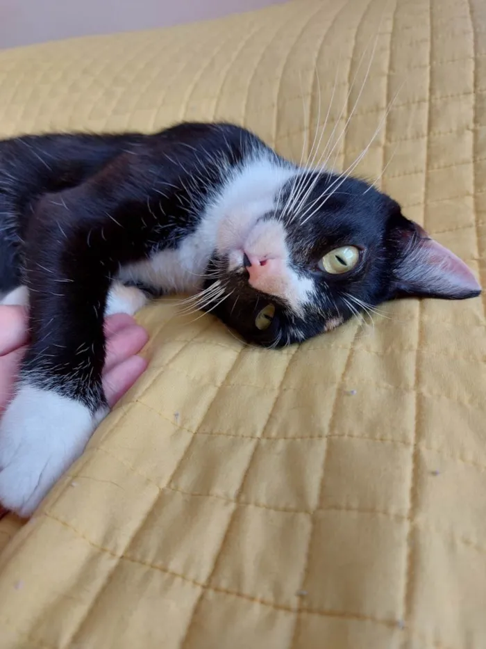 Gato raça srd idade 7 a 11 meses nome Gatinha