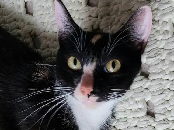 Gato raça srd idade 7 a 11 meses nome Gatinha