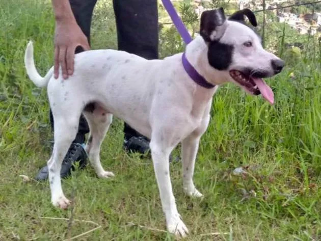 Cachorro ra a SRD-ViraLata idade 2 anos nome Pedrinho