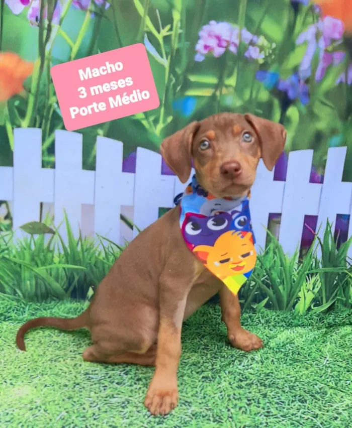 Cachorro raça SRD-ViraLata idade 2 a 6 meses nome Chocolate 