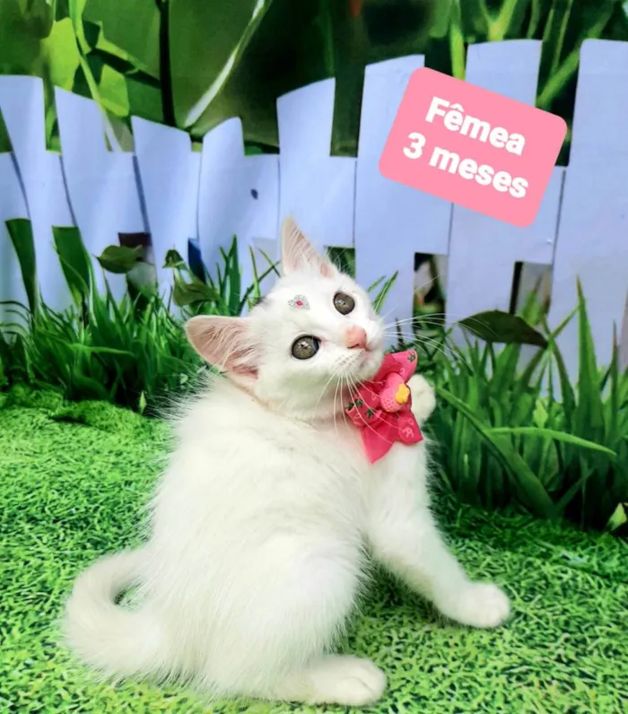 Gato raça SRD-ViraLata idade 2 a 6 meses nome Margaret