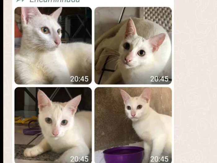 Gato ra a Desconhecida idade 2 a 6 meses nome Branquinho 