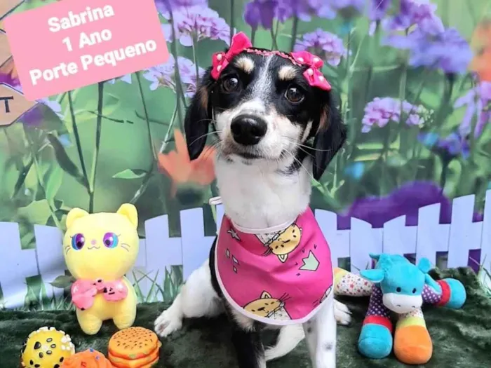 Cachorro raça SRD-ViraLata idade 1 ano nome Sabrina