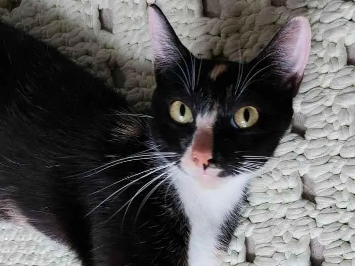 Gato raça srd idade 7 a 11 meses nome Gatinha