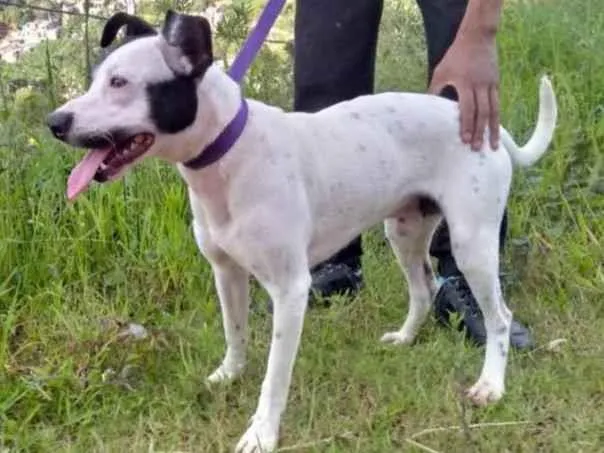 Cachorro ra a SRD-ViraLata idade 2 anos nome Pedrinho