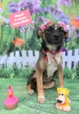 Cachorro raça SRD-ViraLata idade 2 a 6 meses nome Magali 