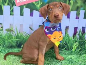 Cachorro raça SRD-ViraLata idade 2 a 6 meses nome Chocolate 